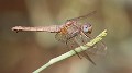 J01_3738 Crocothemis erythraea female